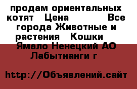 продам ориентальных котят › Цена ­ 5 000 - Все города Животные и растения » Кошки   . Ямало-Ненецкий АО,Лабытнанги г.